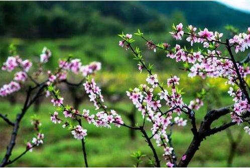 關(guān)于木紋磚的一首小詩(shī)